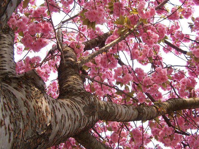 Обои цветение, япония, весна, сакура, flowering, japan, spring, sakura разрешение 2304x1536 Загрузить