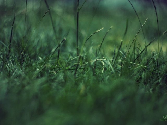Обои трава, макро, зеленая фигня, концентрация, grass, macro, green garbage, concentration разрешение 1920x1200 Загрузить