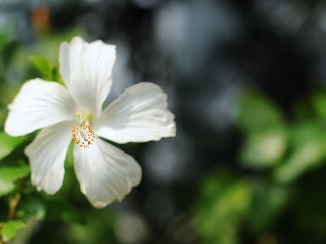 Обои цветок, лепестки, размытость, белые, бутое, гибискус, flower, petals, blur, white, bute, hibiscus разрешение 1920x1200 Загрузить