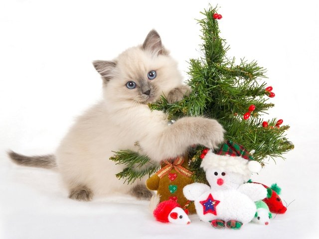 Обои новый год, лапки, елка, ёлочка, мордочка, кошка, взгляд, котенок, снеговик, голубые глаза, new year, legs, tree, herringbone, muzzle, cat, look, kitty, snowman, blue eyes разрешение 1920x1200 Загрузить