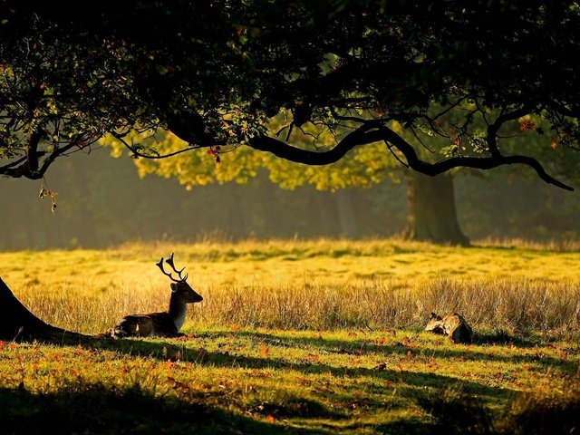 Обои трава, природа, дерево, листья, олень, рога, олени, grass, nature, tree, leaves, deer, horns разрешение 2100x1400 Загрузить