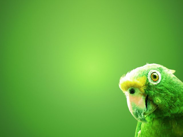 Обои зелёный, фон, птица, попугай, green, background, bird, parrot разрешение 1920x1200 Загрузить