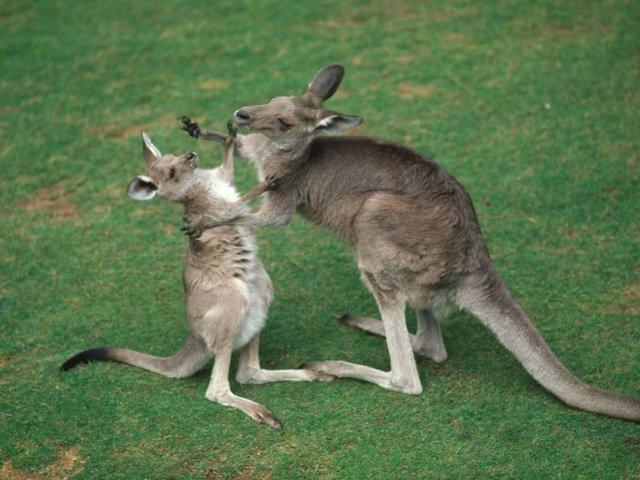 Обои трава, кенгуру, grass, kangaroo разрешение 1920x1440 Загрузить