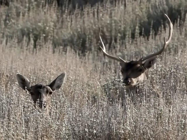 Обои трава, природа, олень, рога, олени, grass, nature, deer, horns разрешение 1920x1200 Загрузить