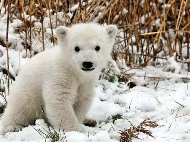 Обои снег, белый, медвежонок, snow, white, bear разрешение 1920x1200 Загрузить