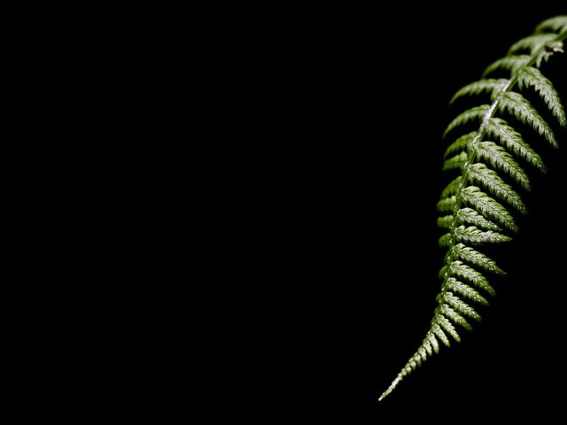 Обои темный фон, лист папоротника, the dark background, fern разрешение 2560x1600 Загрузить