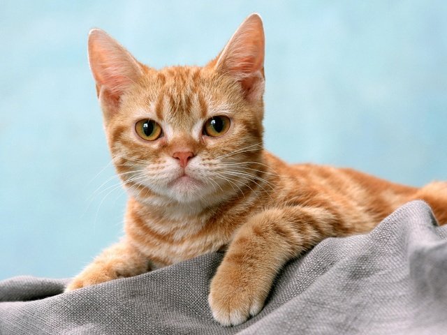 Обои кот, кошка, взгляд, рыжий, полосатый, cat, look, red, striped разрешение 2880x1800 Загрузить
