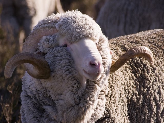 Обои шерсть, рога, баран, овца, закрученные, меринос, рогатый, wool, horns, ram, sheep, twisted, merino, horny разрешение 2560x1600 Загрузить