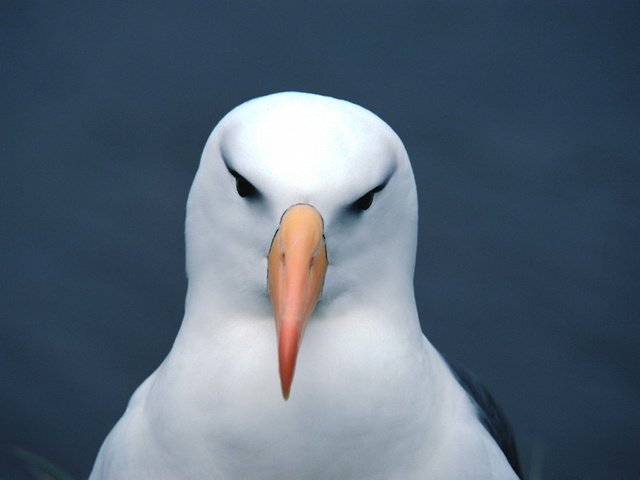 Обои фон, чайка, птица, клюв, голова, background, seagull, bird, beak, head разрешение 3072x2048 Загрузить