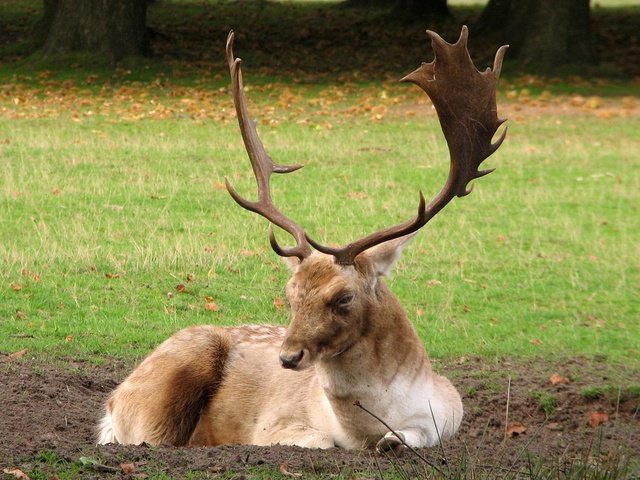 Обои трава, лес, олень, рога, опушка, grass, forest, deer, horns, the edge разрешение 1920x1200 Загрузить