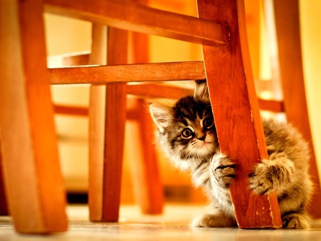 Обои котенок, пушистый, стул, kitty, fluffy, chair разрешение 2000x1250 Загрузить