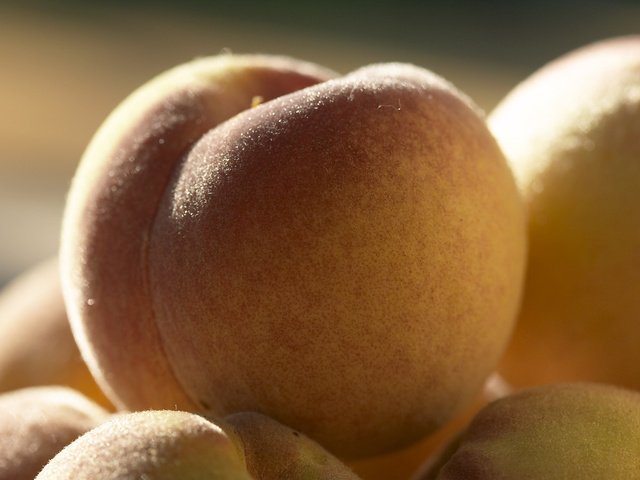 Обои макро, фрукты, фрукт, персики, персик, macro, fruit, peaches, peach разрешение 2560x1600 Загрузить