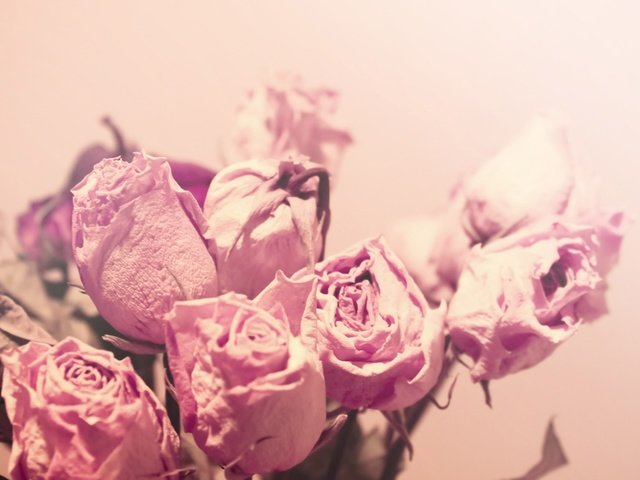 Обои свет, цветы, макро, розы, цвет, розовые, нежность, засушенные, light, flowers, macro, roses, color, pink, tenderness, dried разрешение 2560x1600 Загрузить