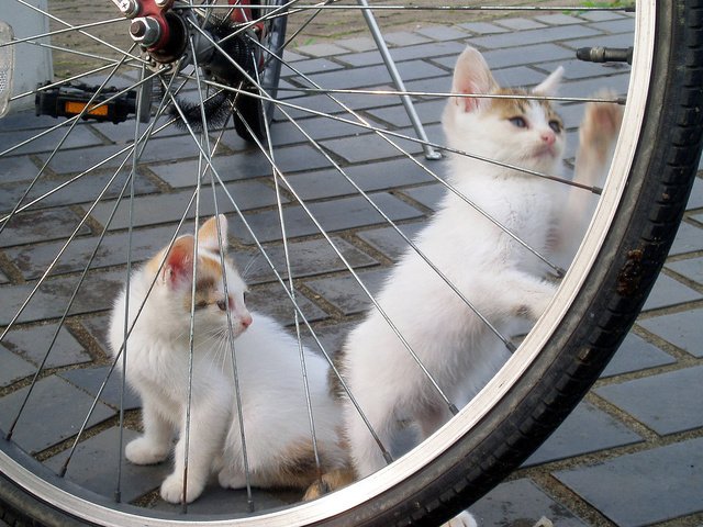 Обои игра, белые, кошки, котята, велосипед, брусчатка, the game, white, cats, kittens, bike, pavers разрешение 1920x1200 Загрузить