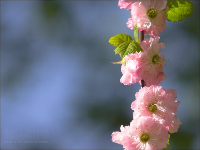 Обои ветка, цветение, весна, сакура, cvety, raznoe, pejzazh, branch, flowering, spring, sakura разрешение 2048x1536 Загрузить