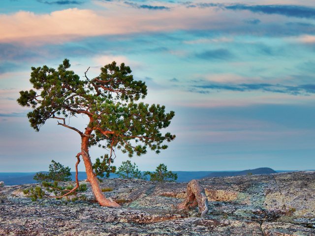 Обои природа, дерево, камни, берег, рассвет, сосна, nature, tree, stones, shore, dawn, pine разрешение 2560x1600 Загрузить