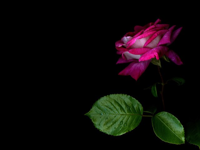 Обои роза, красота на рабочий стол, rose, beauty to your desktop разрешение 1920x1200 Загрузить