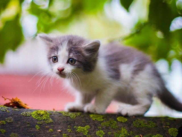 Обои кошка, взгляд, котенок, мох, малыш, наблюдает, cat, look, kitty, moss, baby, watching разрешение 1920x1200 Загрузить