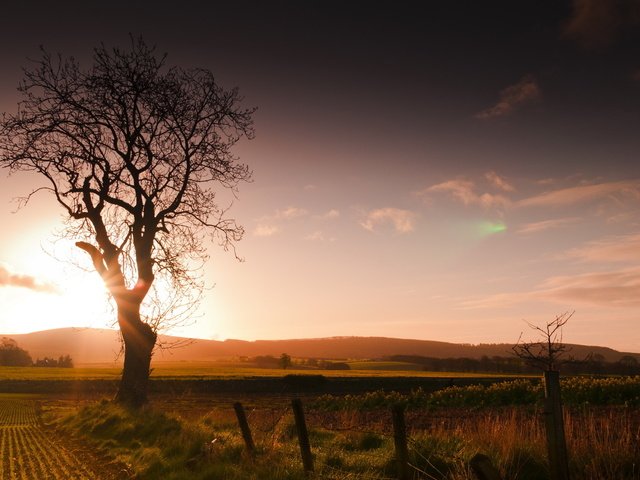 Обои дерево, закат, пейзаж, поле, забор, tree, sunset, landscape, field, the fence разрешение 2560x1600 Загрузить