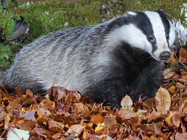 Обои природа, листья, мох, млекопитающее, барсуки, барсук, nature, leaves, moss, mammal, badgers, badger разрешение 2048x1271 Загрузить