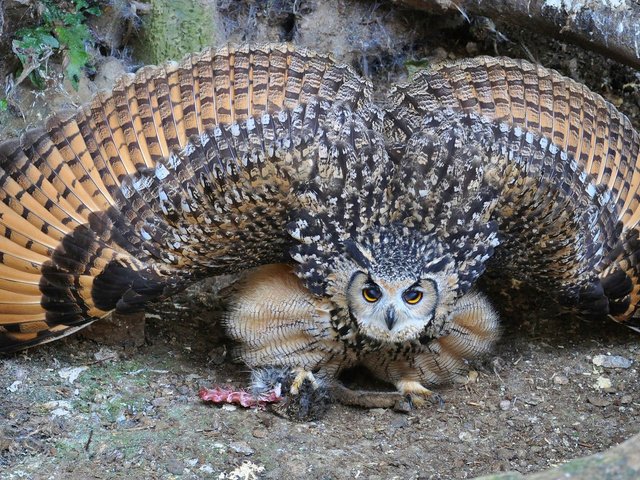 Обои сова, крылья, филин, owl, wings разрешение 1920x1080 Загрузить