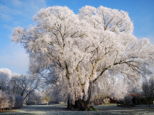 Обои снег, природа, дерево, зима, на природе, snow, nature, tree, winter разрешение 2560x1600 Загрузить