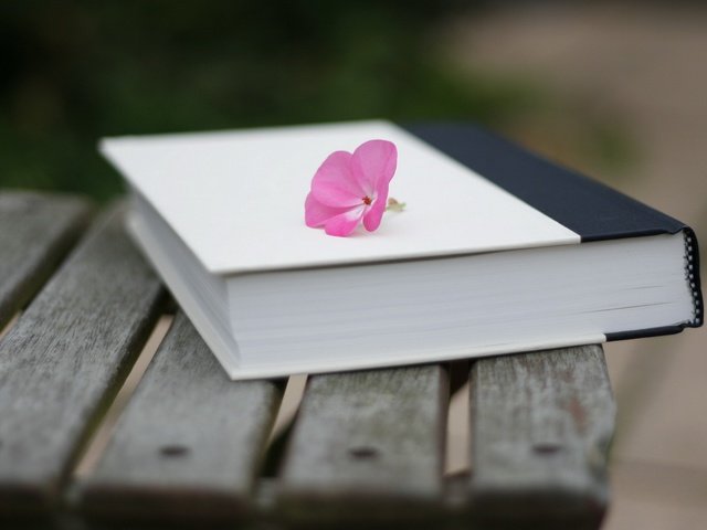 Обои настроение, цветок, скамейка, книга, поверхность, mood, flower, bench, book, surface разрешение 1920x1200 Загрузить