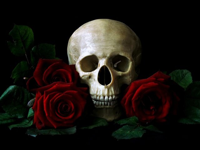 Обои череп, красных, на, среди, роз, лежащий, столе, skull, red, on, among, roses, lying, the table разрешение 1920x1080 Загрузить