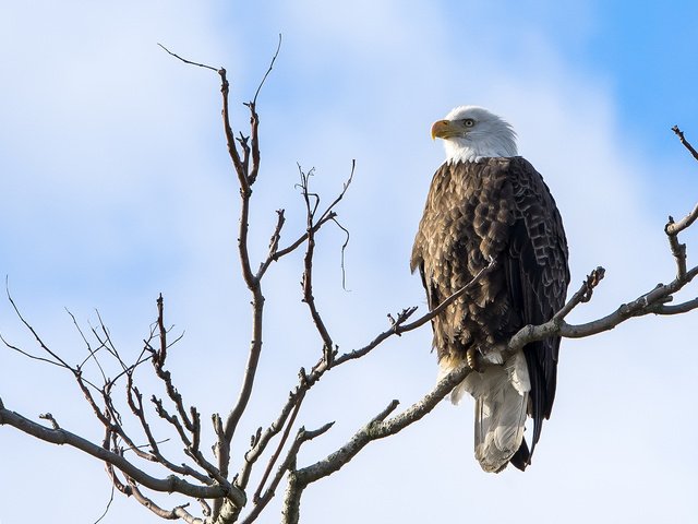 Обои природа, хищник, птица, белоголовый орлан, nature, predator, bird, bald eagle разрешение 2048x1325 Загрузить