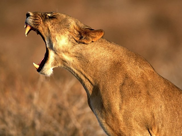 Обои клыки, хищник, профиль, большая кошка, лев, львица, рык, fangs, predator, profile, big cat, leo, lioness, roar разрешение 1920x1280 Загрузить