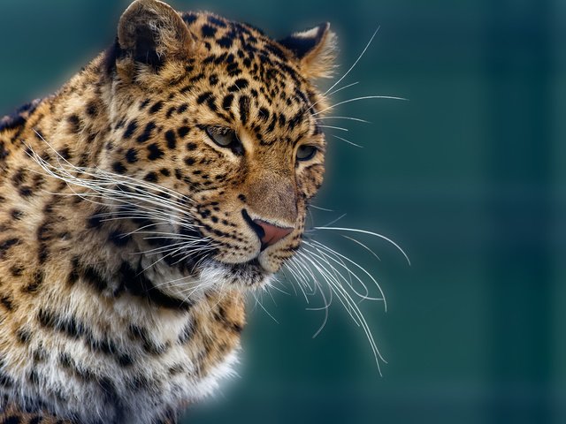Обои усы, шерсть, кошка, леопард, хищник, mustache, wool, cat, leopard, predator разрешение 2048x1366 Загрузить