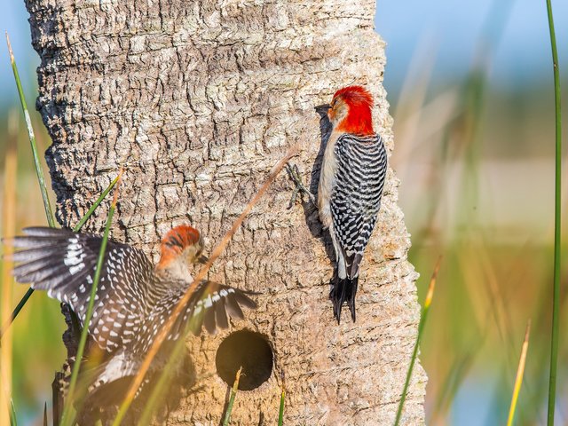 Обои дерево, краски, птицы, перья, ствол, дятел, птаха, tree, paint, birds, feathers, trunk, woodpecker, bird разрешение 2048x1365 Загрузить