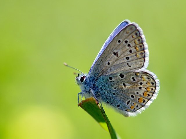 Обои трава, макро, насекомое, бабочка, стебель, ziva & amir, common blue, голубянка икар, grass, macro, insect, butterfly, stem, polyommatus icarus разрешение 3383x2317 Загрузить