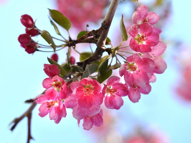 Обои цветы, ветка, цветение, весна, blossom, flowers, branch, flowering, spring разрешение 2048x1360 Загрузить