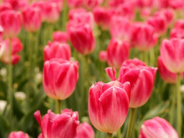 Обои цветы, поле, весна, тюльпаны, flowers, field, spring, tulips разрешение 3872x2592 Загрузить
