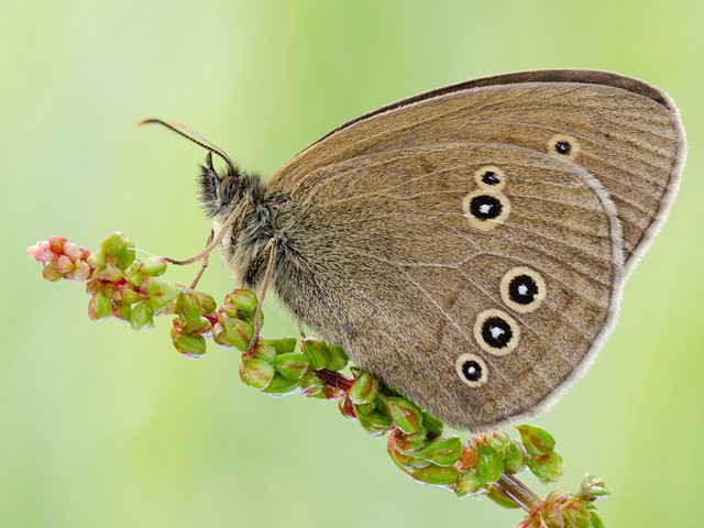 Обои насекомое, фон, цветок, бабочка, растение, insect, background, flower, butterfly, plant разрешение 2000x1325 Загрузить