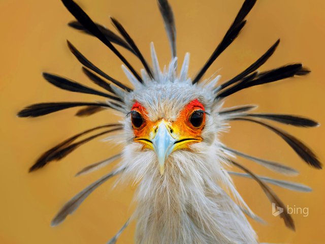 Обои глаза, птица, клюв, перья, птица-секретарь, eyes, bird, beak, feathers, secretary bird разрешение 1920x1200 Загрузить