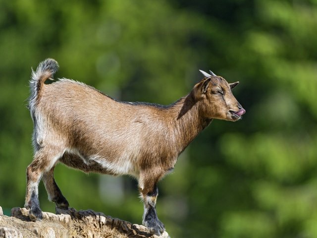 Обои профиль, коза, рога, язык, ©tambako the jaguar, парнокопытные, profile, goat, horns, language, artiodactyls разрешение 2880x1772 Загрузить