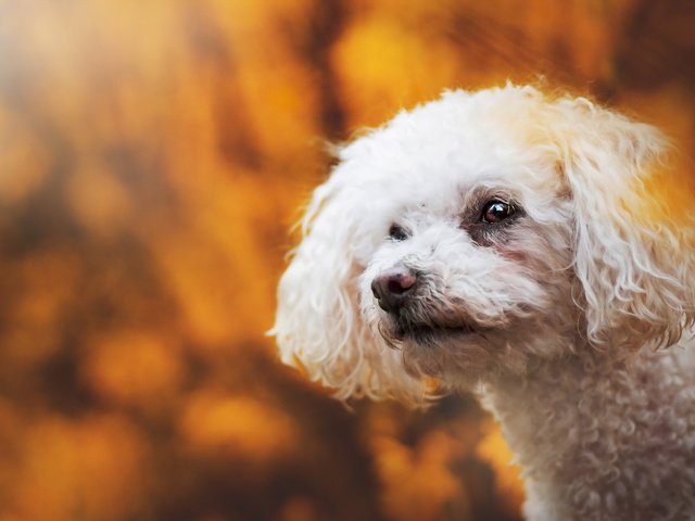 Обои взгляд, осень, белый, собака, друг, пудель, кудрявый, look, autumn, white, dog, each, poodle, curly разрешение 2047x1232 Загрузить