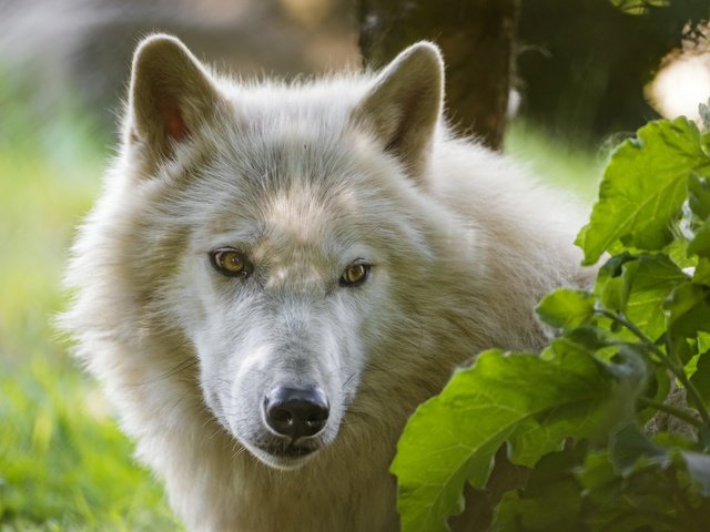 Обои морда, взгляд, белый, волк, ©tambako the jaguar, арктический волк, face, look, white, wolf, arctic wolf разрешение 2880x1917 Загрузить