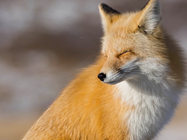 Обои рыжая, лиса, лисица, red, fox разрешение 2048x1461 Загрузить
