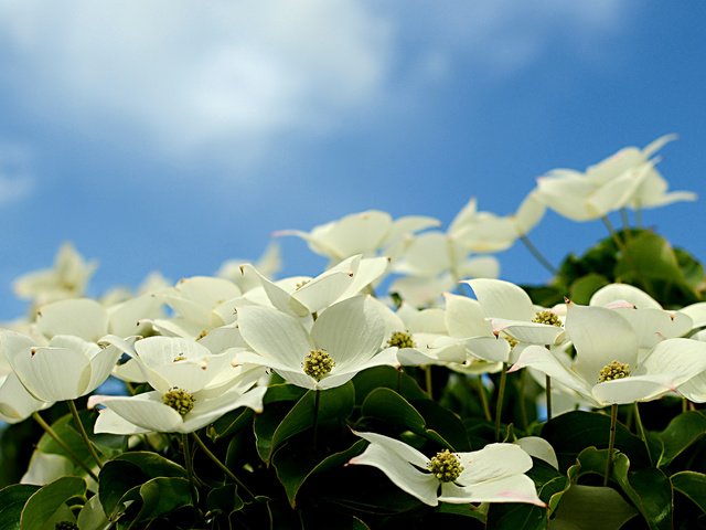 Обои небо, цветение, лепестки, кизил, the sky, flowering, petals, dogwood разрешение 2048x1365 Загрузить