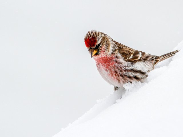 Обои снег, птица, чечётка, snow, bird, tap dance разрешение 3783x2522 Загрузить