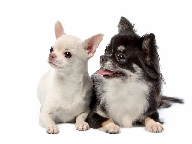 Обои взгляд, белый фон, щенки, собаки, мордочки, дуэт, милые, чихуахуа, look, white background, puppies, dogs, faces, duo, cute, chihuahua разрешение 3200x2055 Загрузить