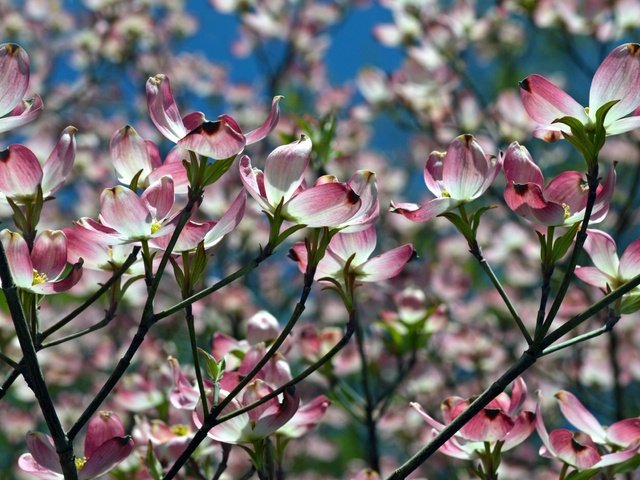 Обои природа, цветение, ветки, весна, магнолия, nature, flowering, branches, spring, magnolia разрешение 2400x1560 Загрузить