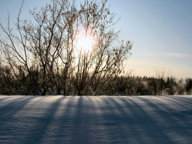 Обои солнце, снег, природа, зима, утро, кусты, the sun, snow, nature, winter, morning, the bushes разрешение 1920x1080 Загрузить