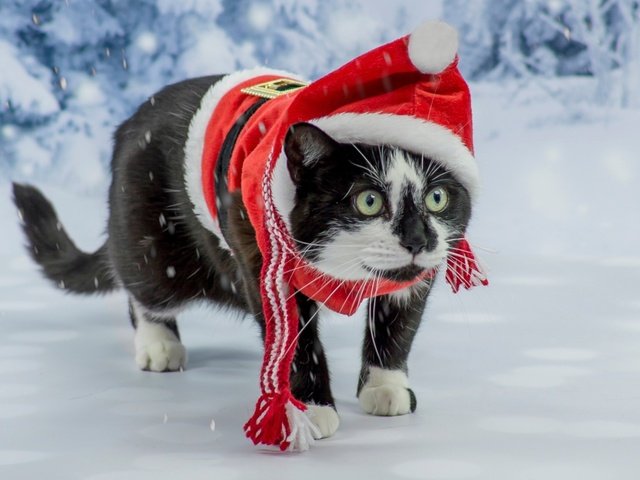 Обои новый год, кот, костюм, сказка, фотосессия, зеленоглазый, new year, cat, costume, tale, photoshoot, green-eyed разрешение 2560x1600 Загрузить