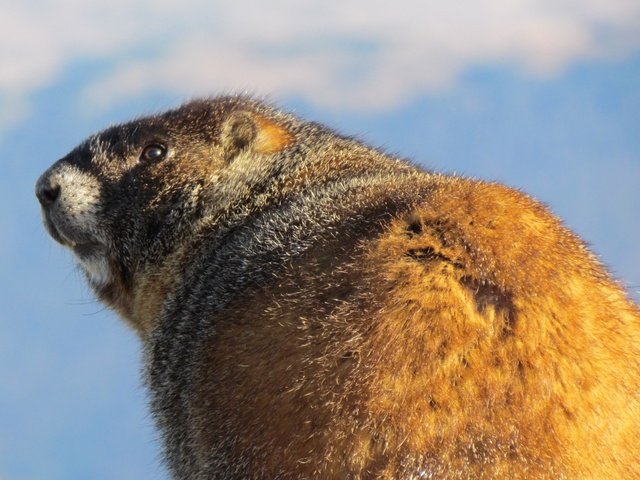 Обои животное, мех, сурок, грызун, animal, fur, marmot, rodent разрешение 1920x1200 Загрузить