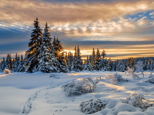 Обои снег, зима, следы, ели, норвегия, норвегии, лиллехаммер, snow, winter, traces, ate, norway, lillehammer разрешение 2000x1328 Загрузить