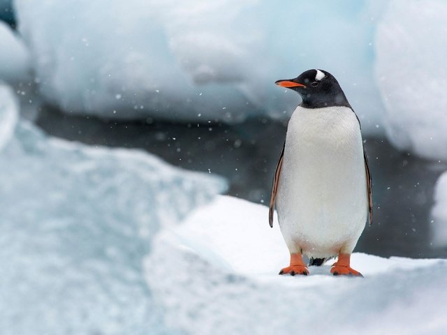 Обои снег, природа, лёд, птица, клюв, остров, пингвин, антарктида, snow, nature, ice, bird, beak, island, penguin, antarctica разрешение 1920x1200 Загрузить